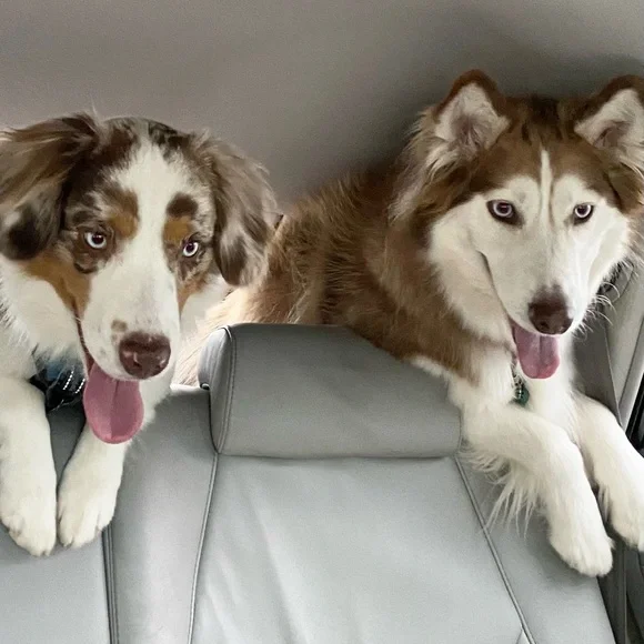 Meet your Posher, Brodie Sky🐾 - Picture 5 of 12